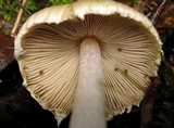 Inocybe sororia image
