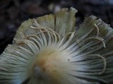 Inocybe sororia image