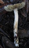 Inocybe sororia image