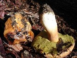 Boletus regineus image