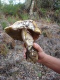 Boletus regineus image