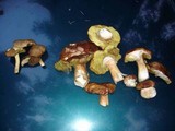 Boletus regineus image