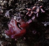 Ascocoryne sarcoides image