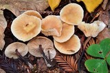 Gymnopus brassicolens var. brassicolens image