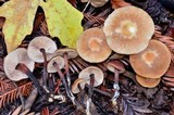 Gymnopus brassicolens var. brassicolens image