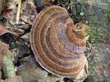 Coriolopsis caperata image