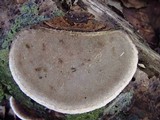 Coriolopsis caperata image