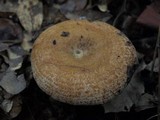 Lactarius rubrilacteus image