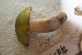 Tricholoma sejunctum image