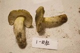 Tricholoma sejunctum image