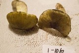 Tricholoma sejunctum image