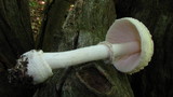 Amanita multisquamosa image