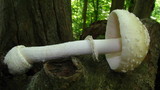 Amanita multisquamosa image