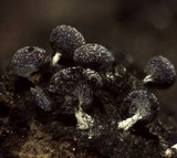 Physarum leucopus image