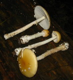 Amanita praecox image