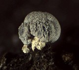 Physarum compressum image