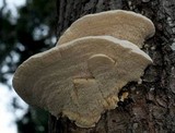 Sarcodontia pachyodon image
