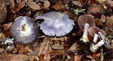 Cortinarius obliquus image