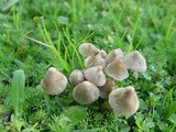 Mycena aetites image