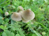 Mycena aetites image
