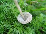 Mycena aetites image