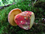 Boletochaete bicolor image