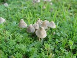 Mycena aetites image