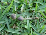 Mycena aetites image