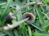 Mycena aetites image