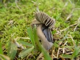 Mycena aetites image