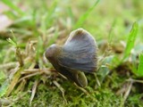 Mycena aetites image