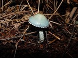 Stropharia caerulea image