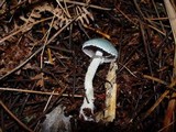 Stropharia caerulea image