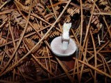 Stropharia caerulea image