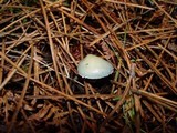 Stropharia caerulea image