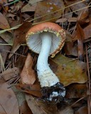 Amanita persicina image