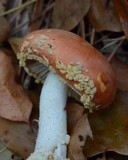 Amanita persicina image
