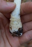 Amanita persicina image