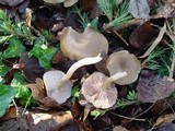 Entoloma rhodopolium image
