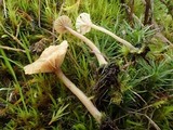 Lichenomphalia umbellifera image