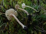 Lichenomphalia umbellifera image