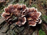 Chondrostereum purpureum image