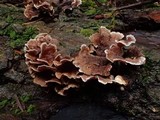 Chondrostereum purpureum image