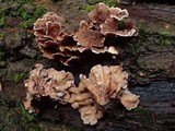 Chondrostereum purpureum image