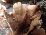 Chondrostereum purpureum image