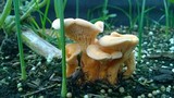 Hygrophoropsis aurantiaca image