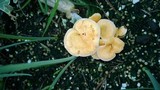 Hygrophoropsis aurantiaca image