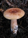 Lactarius xanthogalactus image
