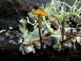 Xeromphalina fulvipes image