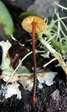 Xeromphalina fulvipes image